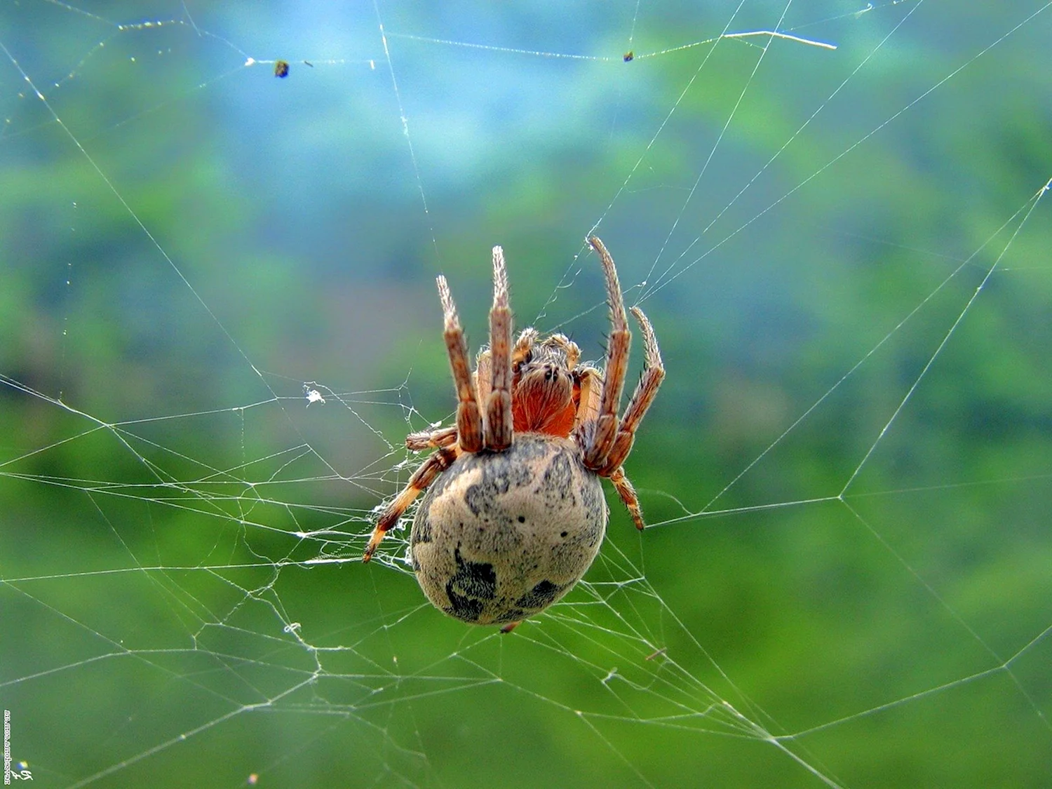 Паутина паука тенетника