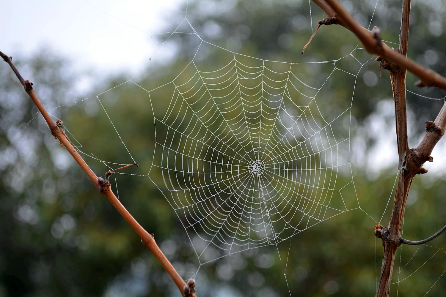 Паутинная сеть паука