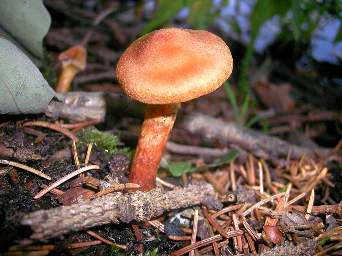 Паутинник гриб оранжевый