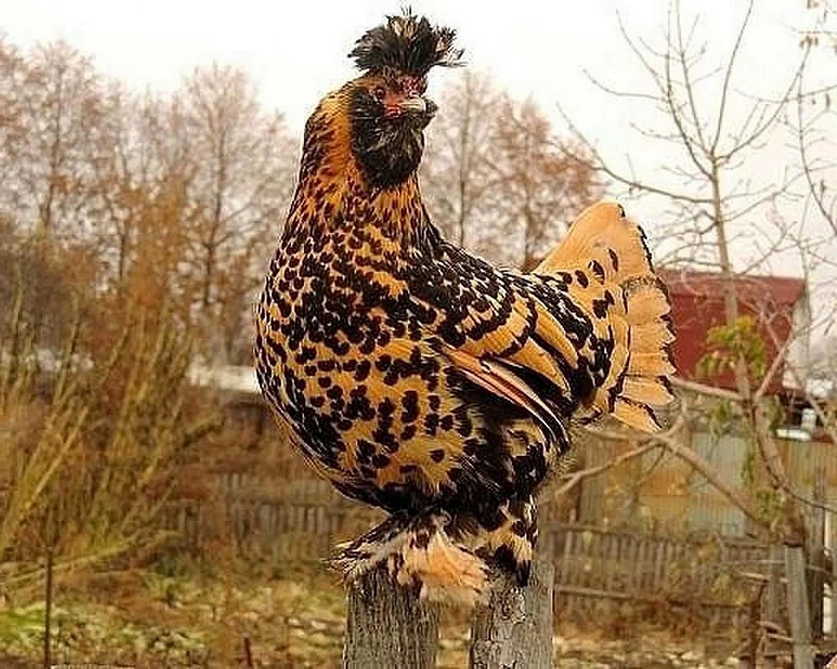 Павловская Золотая порода кур