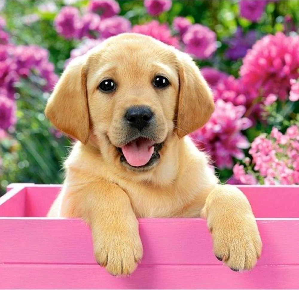 Пазл Castorland Labrador Puppy in Pink Box (b-030071), 300 дет.