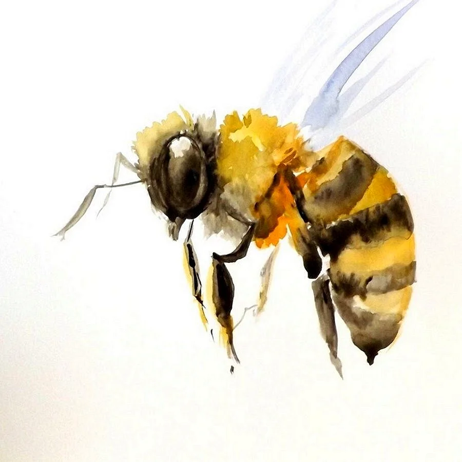 Пчела акварель