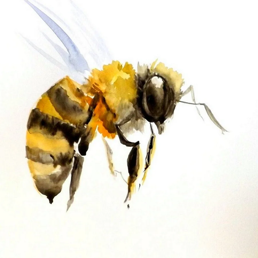 Пчела акварель