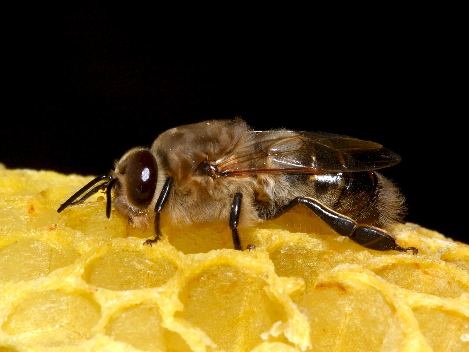 Пчела матка трутень