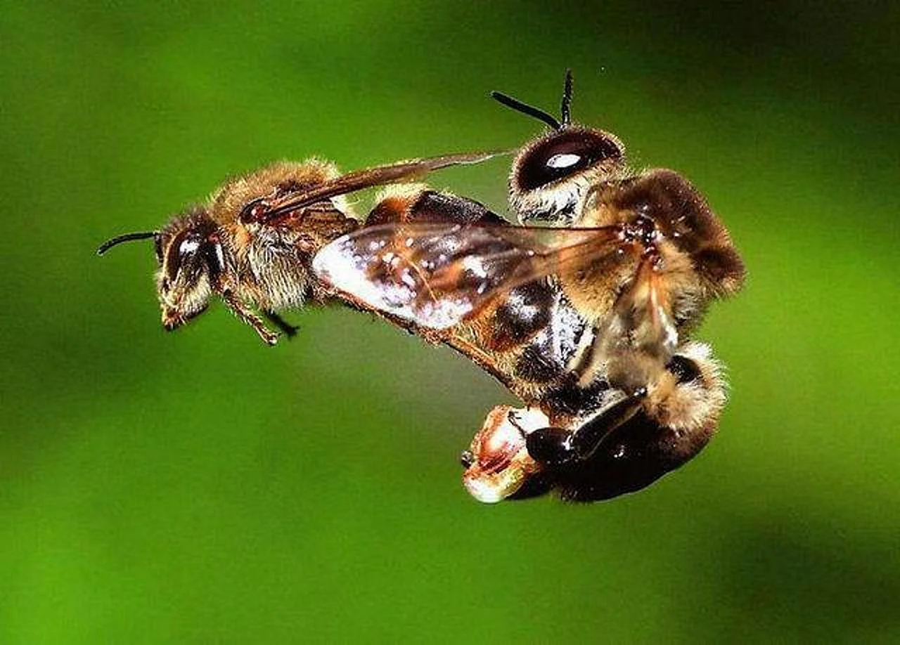 Пчела матка трутень