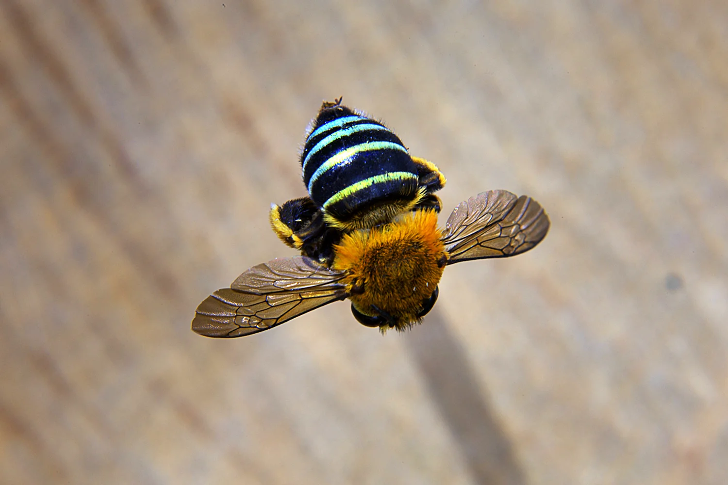Пчела мегалихид