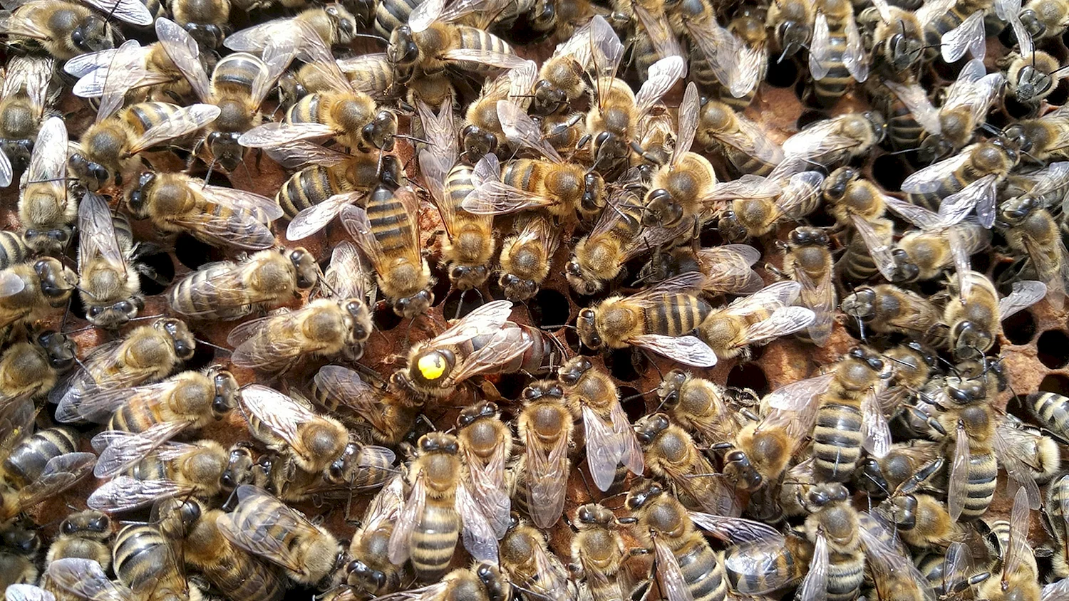Пчела трутовка