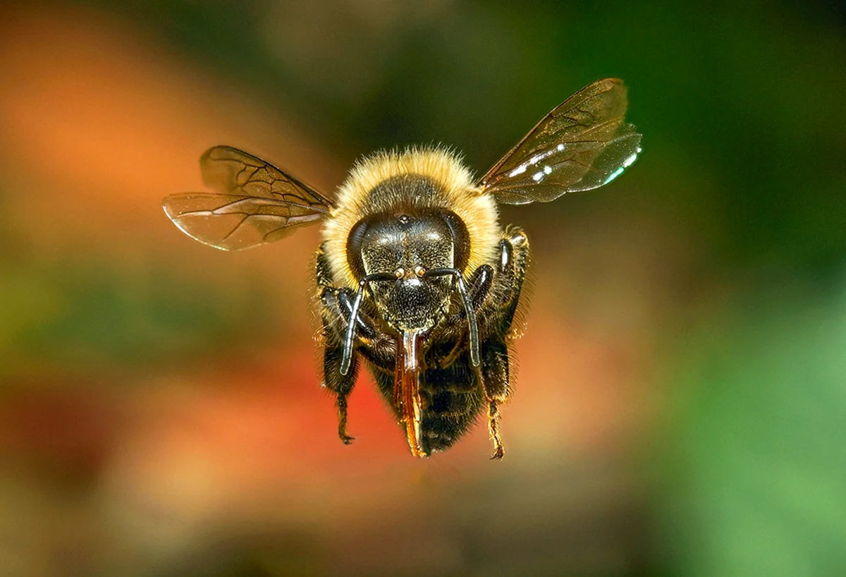 Пчела в полете