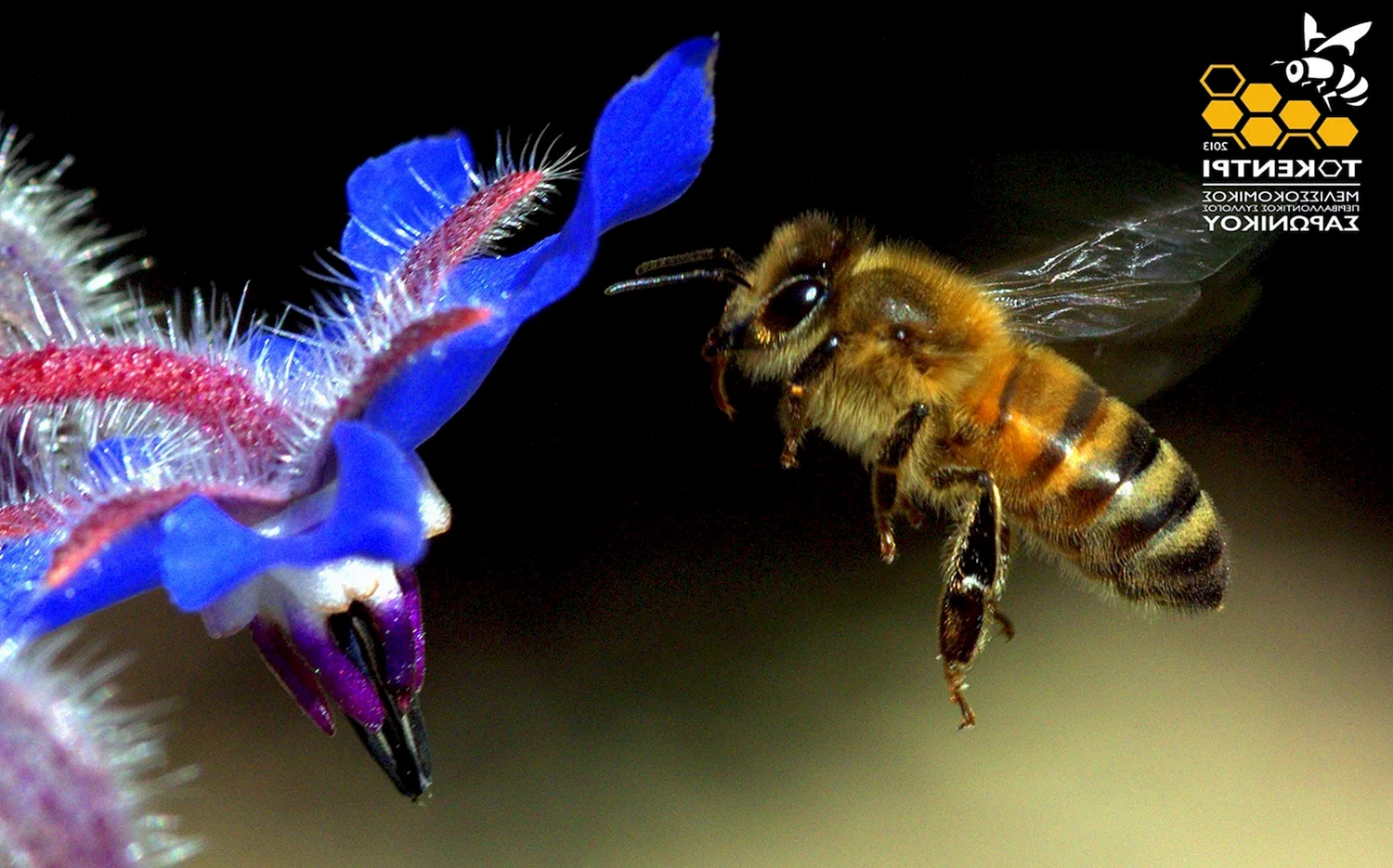 Пчела в полете