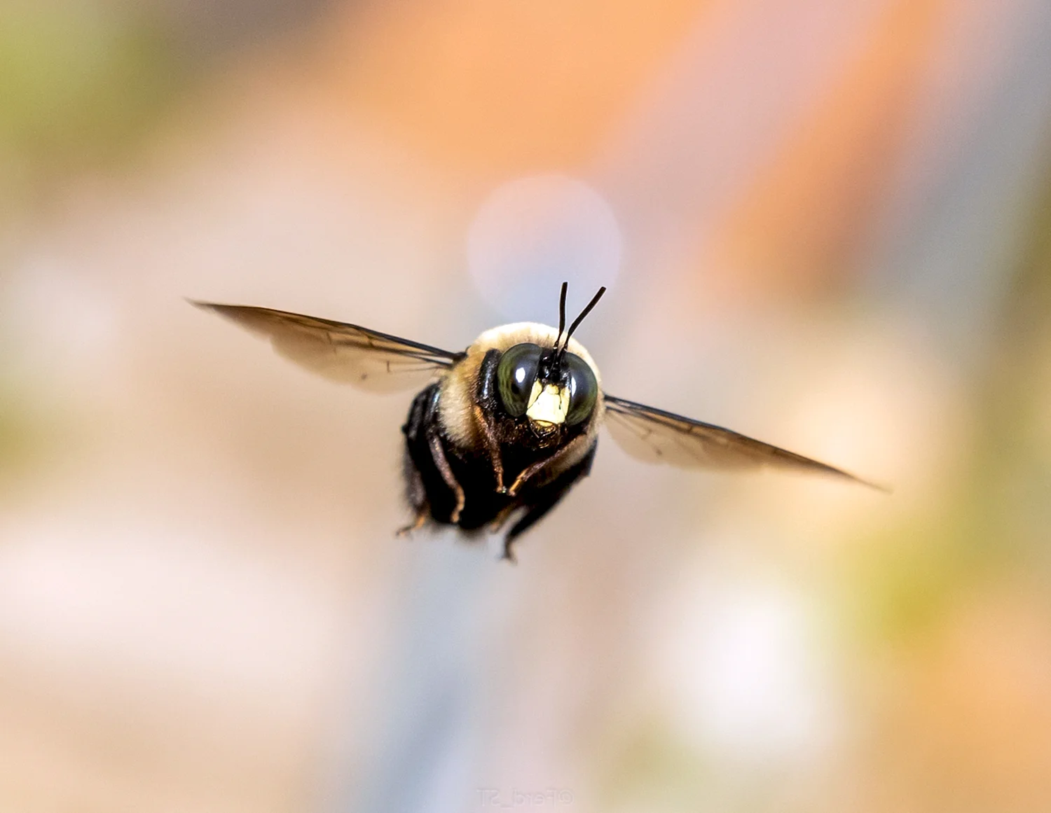 Пчела в воздухе