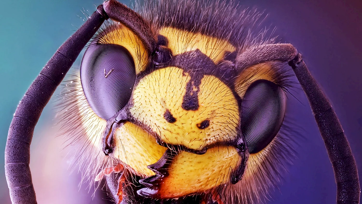 Пчела вблизи