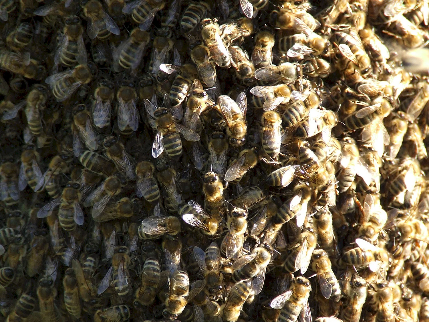 Пчелиный Рой матка