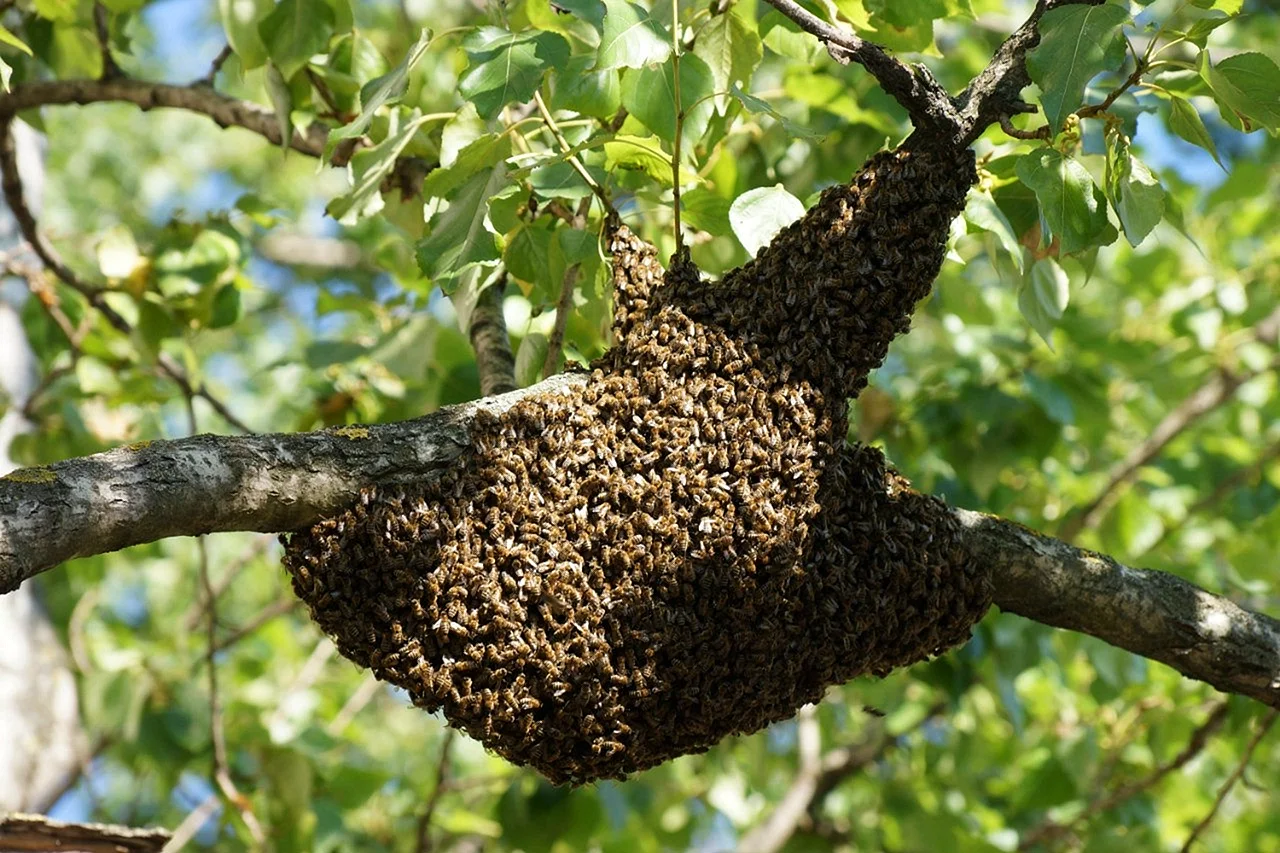 Пчелиный Рой в дикой природе