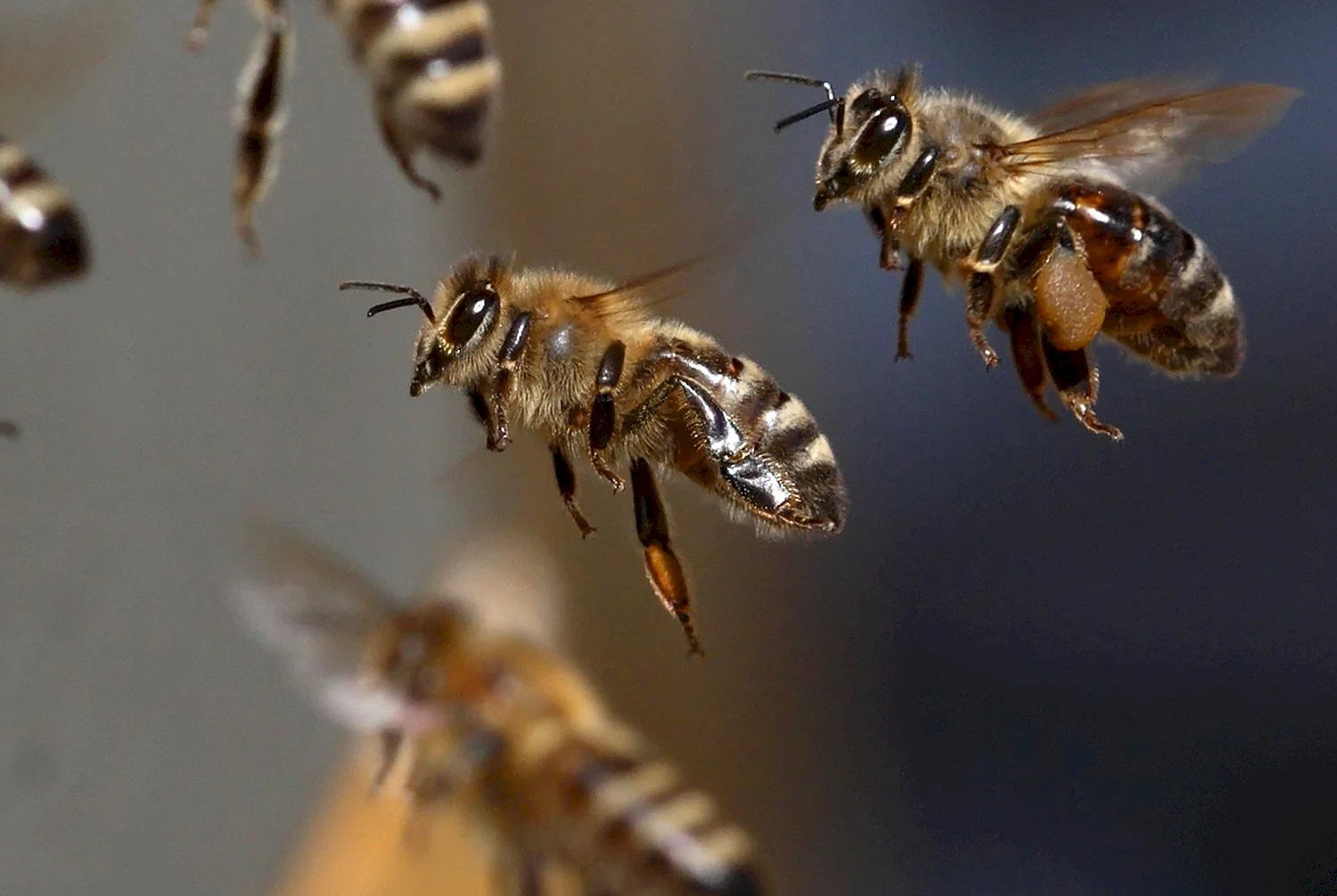 Пчелы атакуют