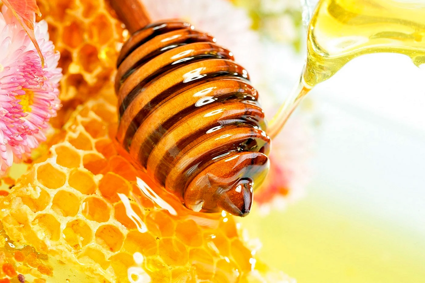 Пчелы и мед