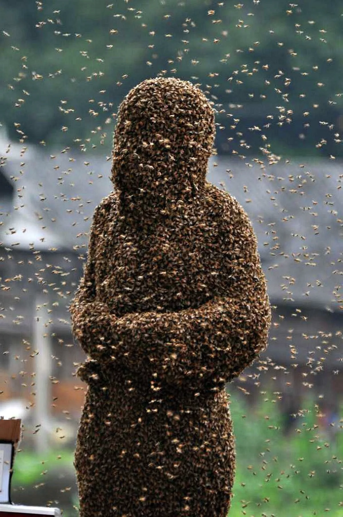 Пчелы облепили