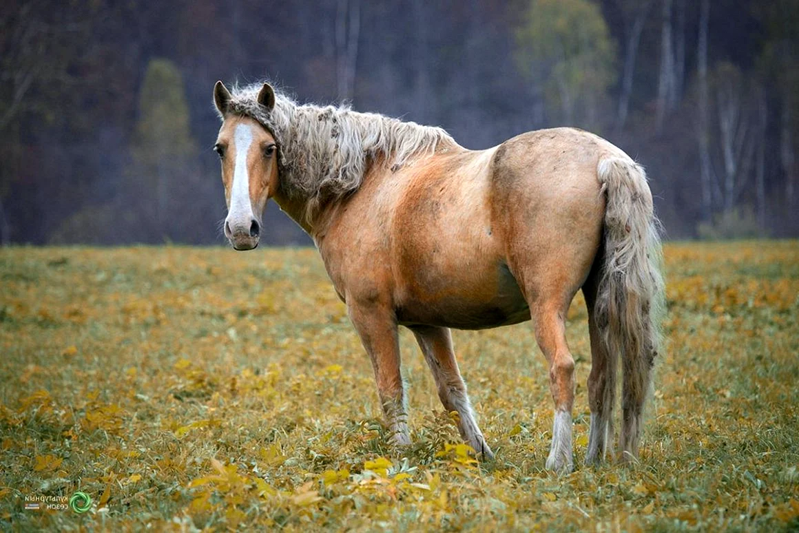 Пегая Башкирская лошадь
