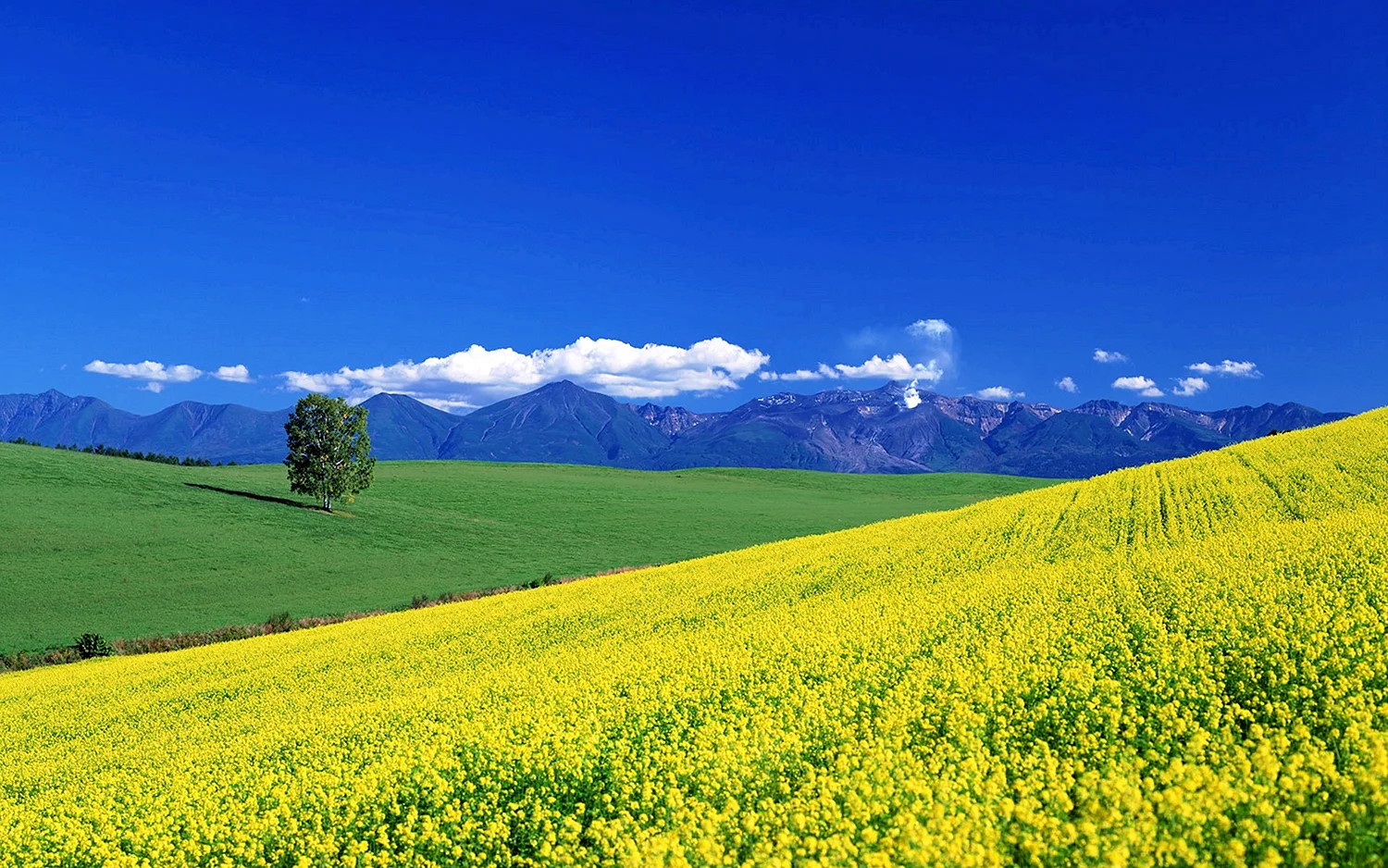 Пейзажи Тироль Австрия рапсовое поле