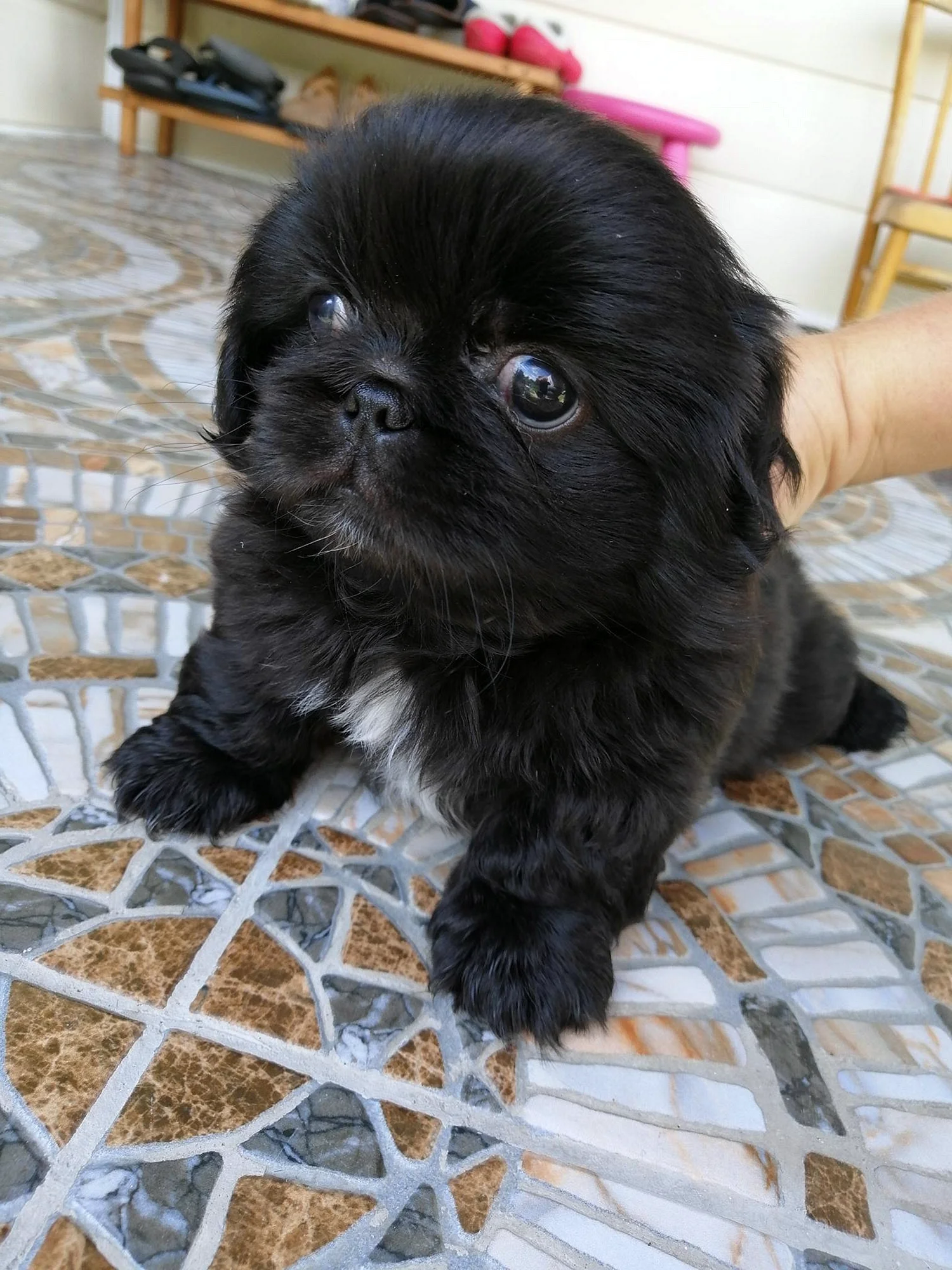 Пекинес щенок черный