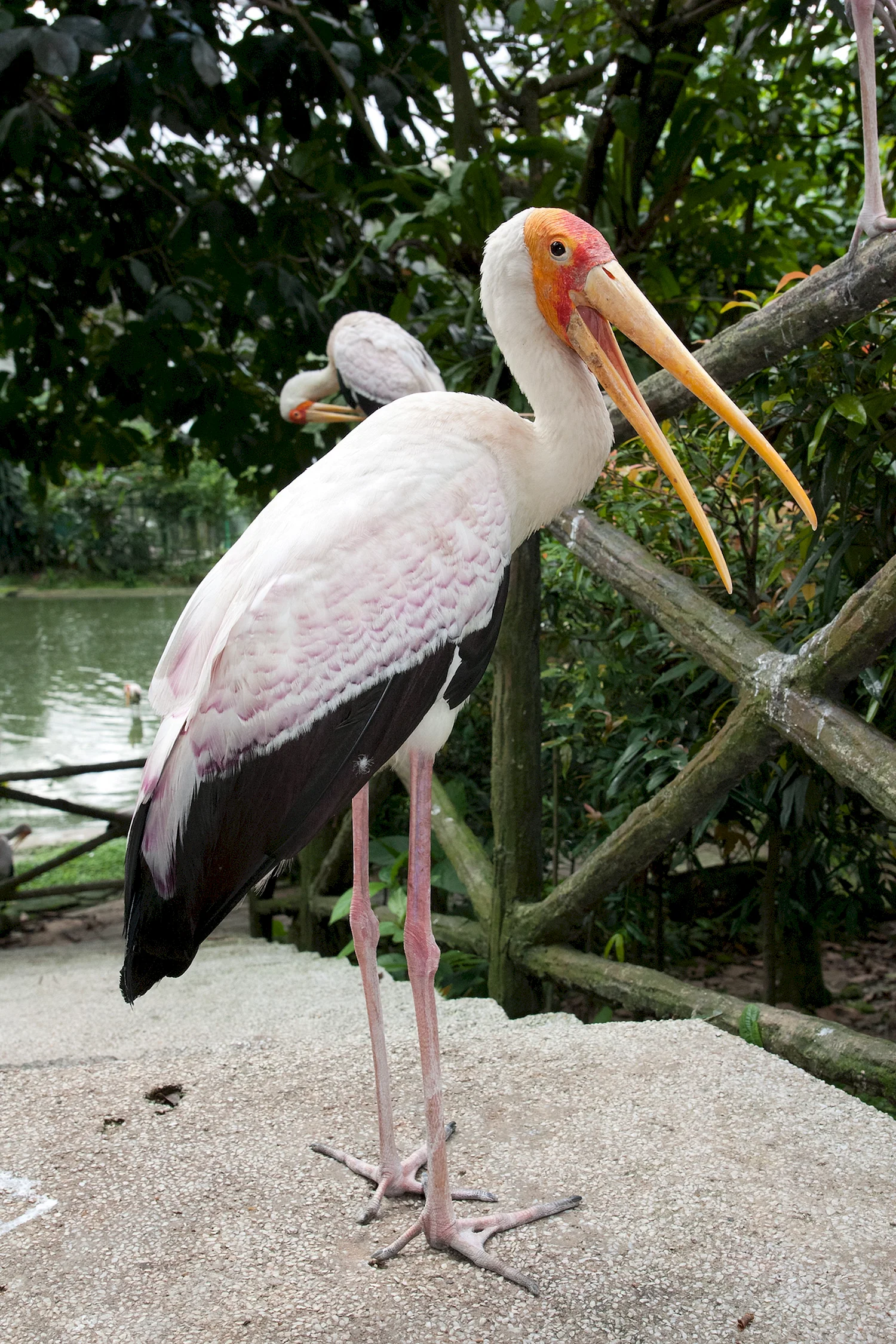 Пеликан Марабу