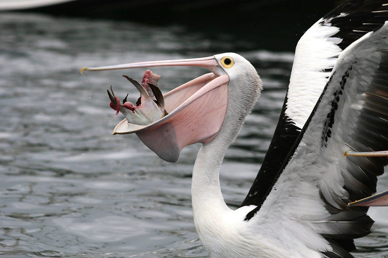 Пеликан мешконос птица