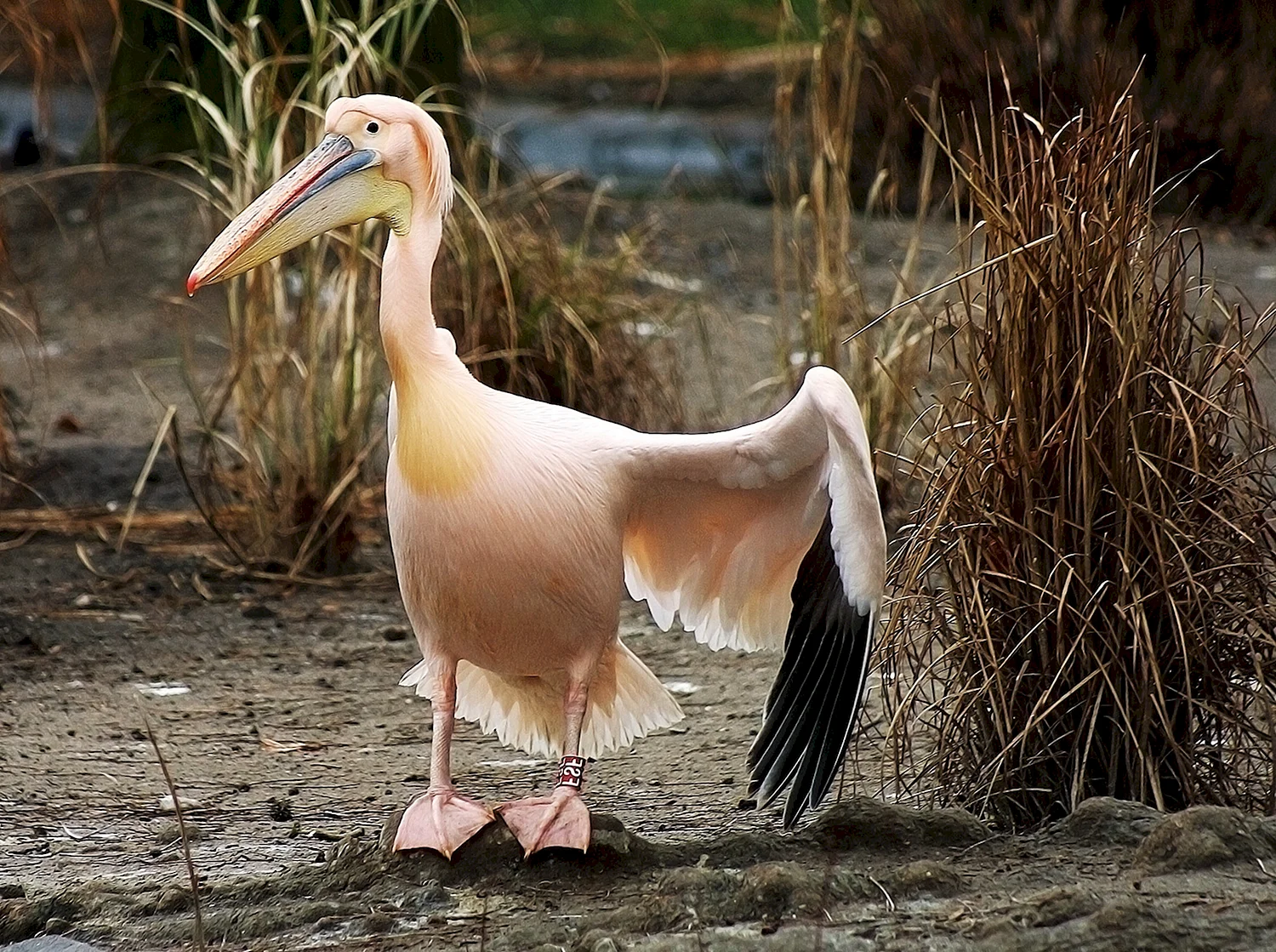 Пеликан Северной Америки