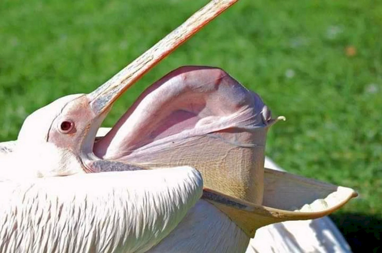 Пеликан высовывает позвоночник