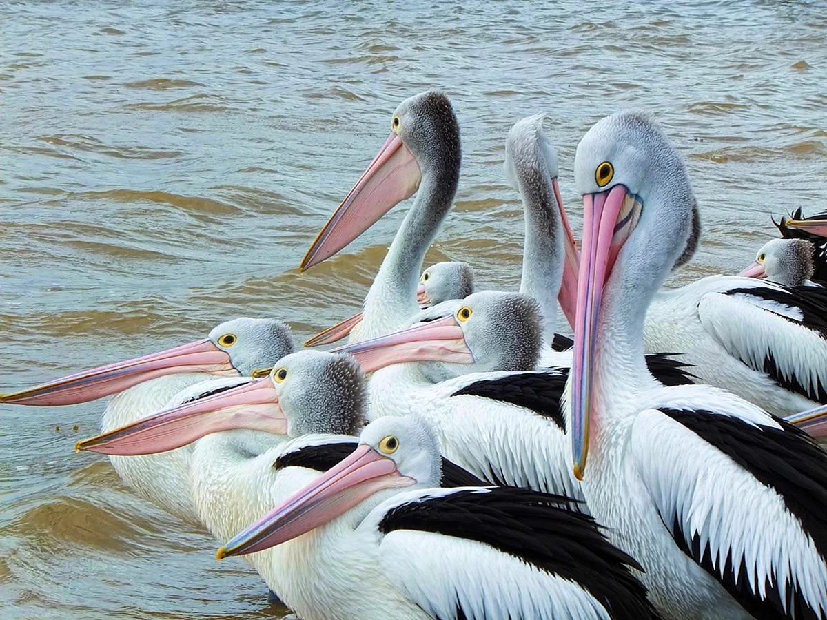 Пеликаны морские птицы