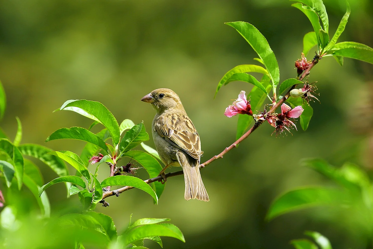Пение птиц природа