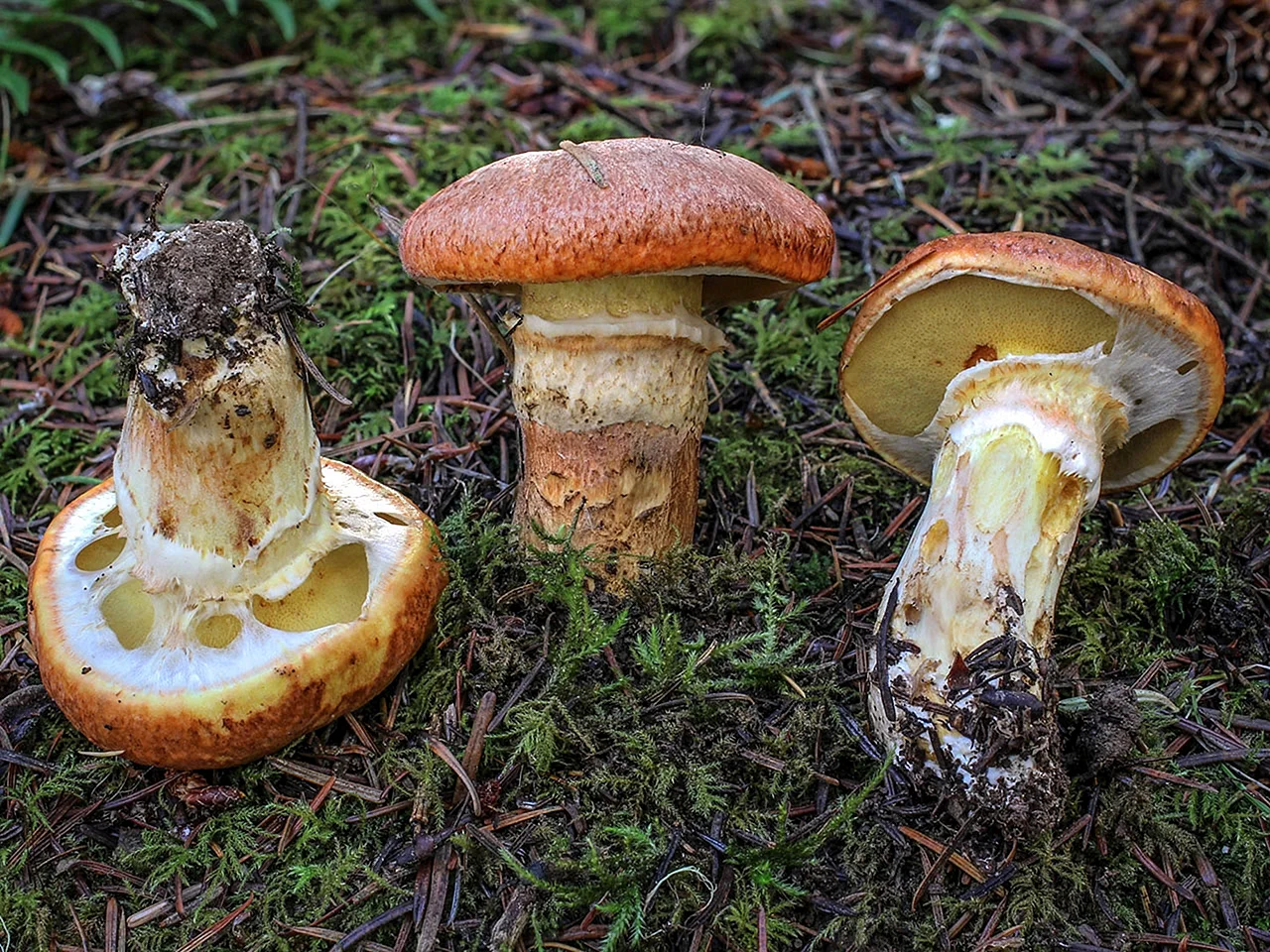 Перечный гриб (Boletus piperatus, Suillus piperatus)
