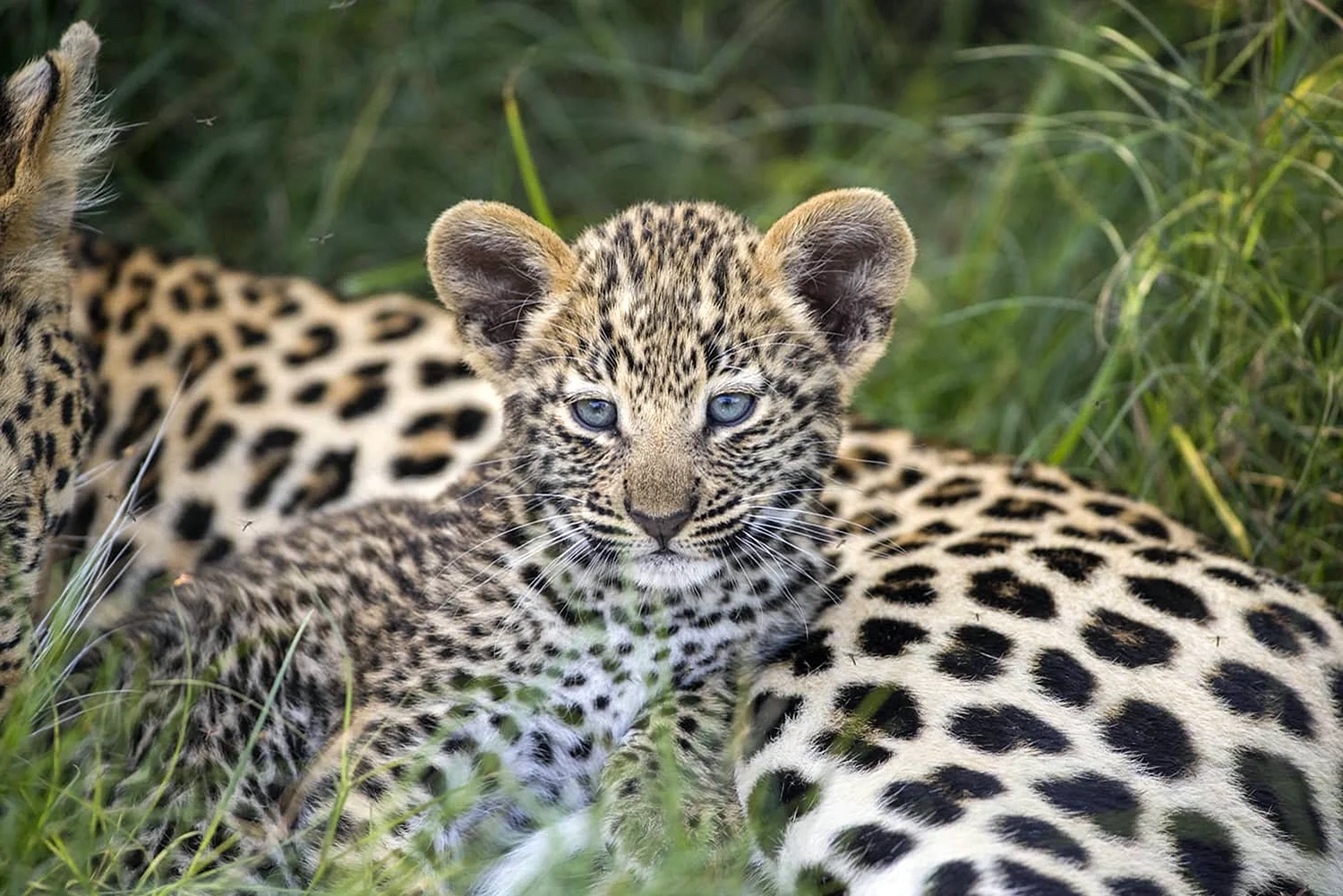 Переднеазиатский леопард детеныш