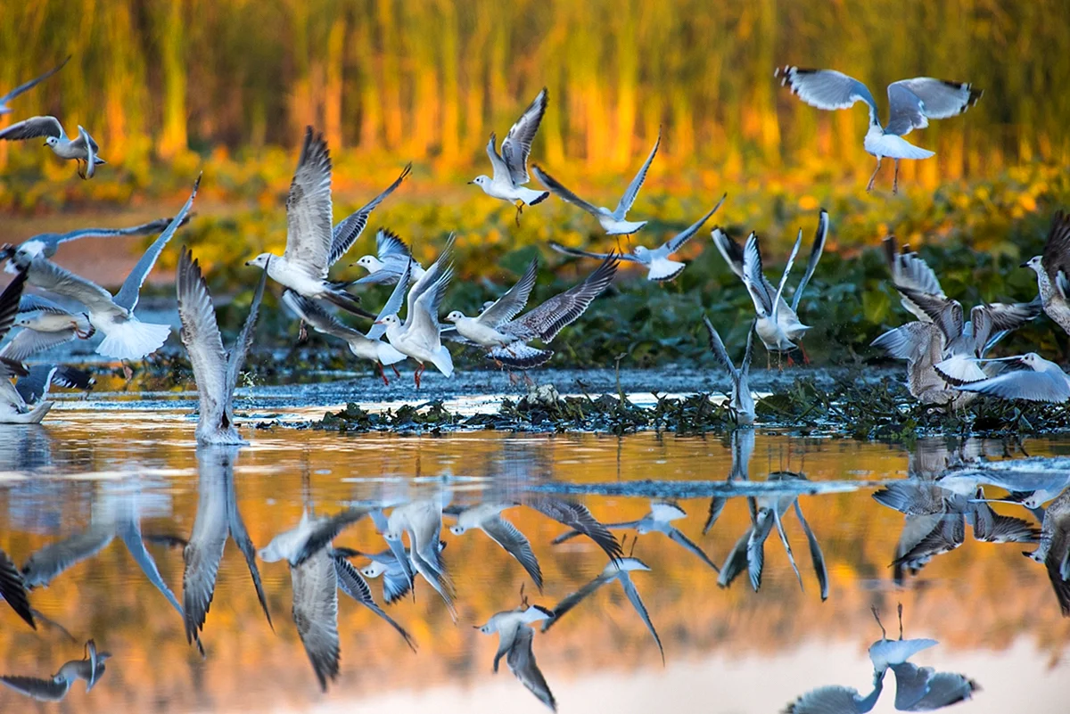 Перелетные птицы Астраханской области