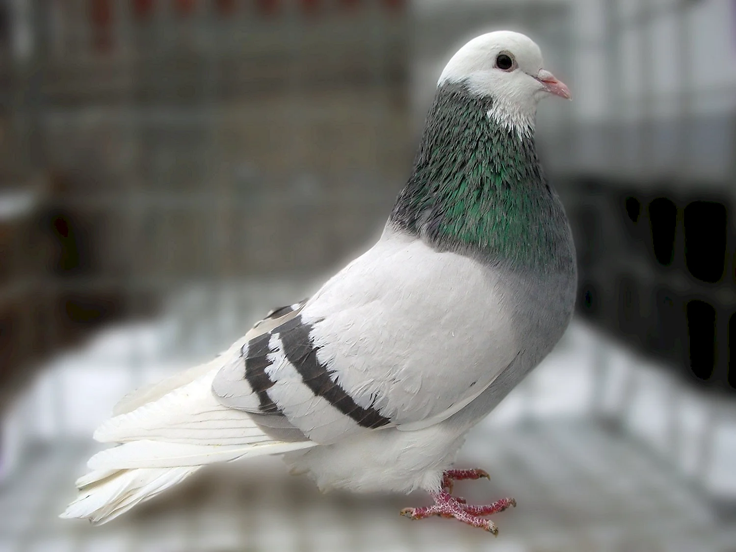 Пермские высоколетные голуби