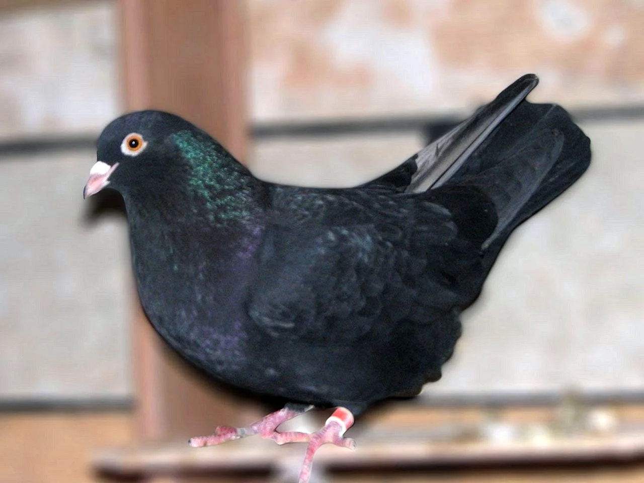Пермские высоколетные голуби чёрные