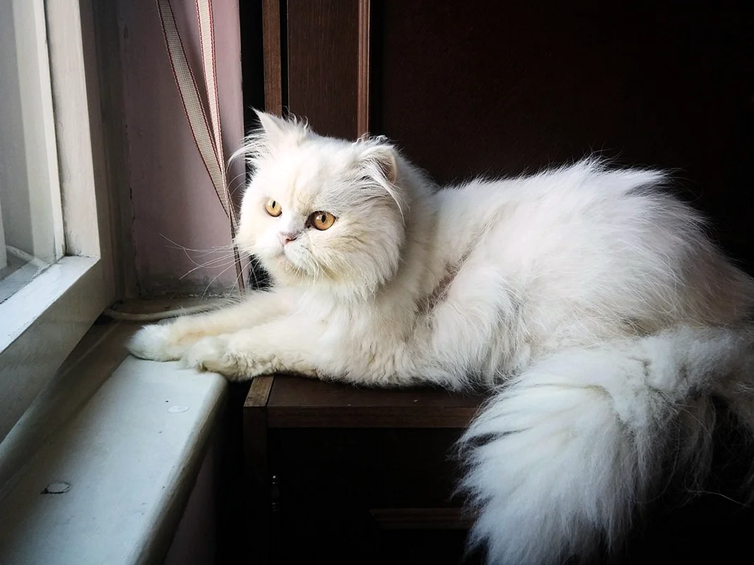 Персидская ангора кошка
