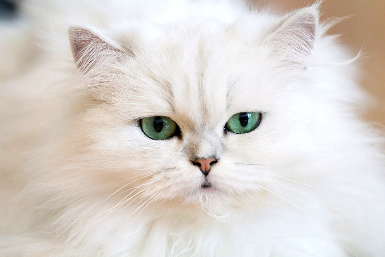 Персидская белая пушистая кошка