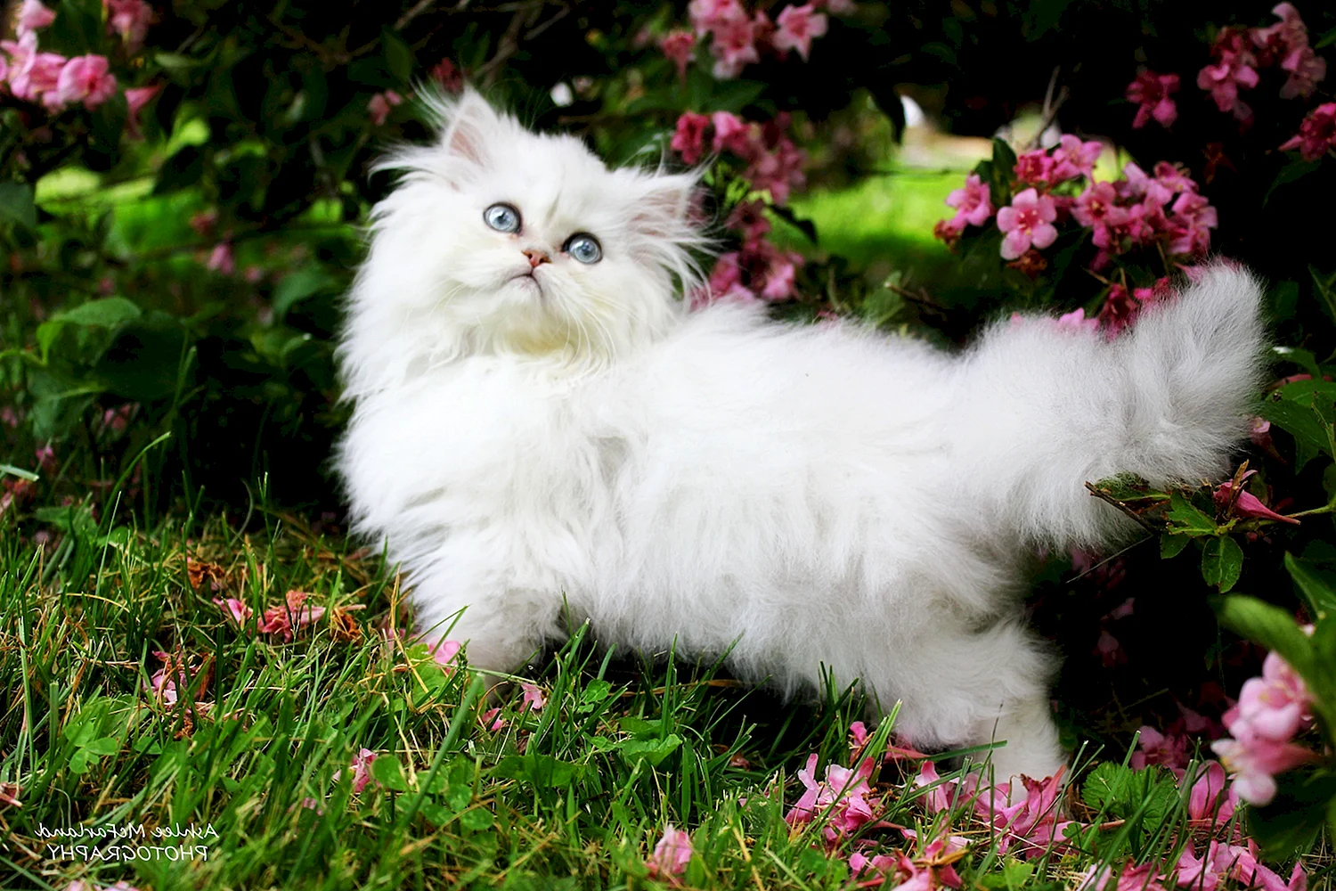 Персидская чайная кошка