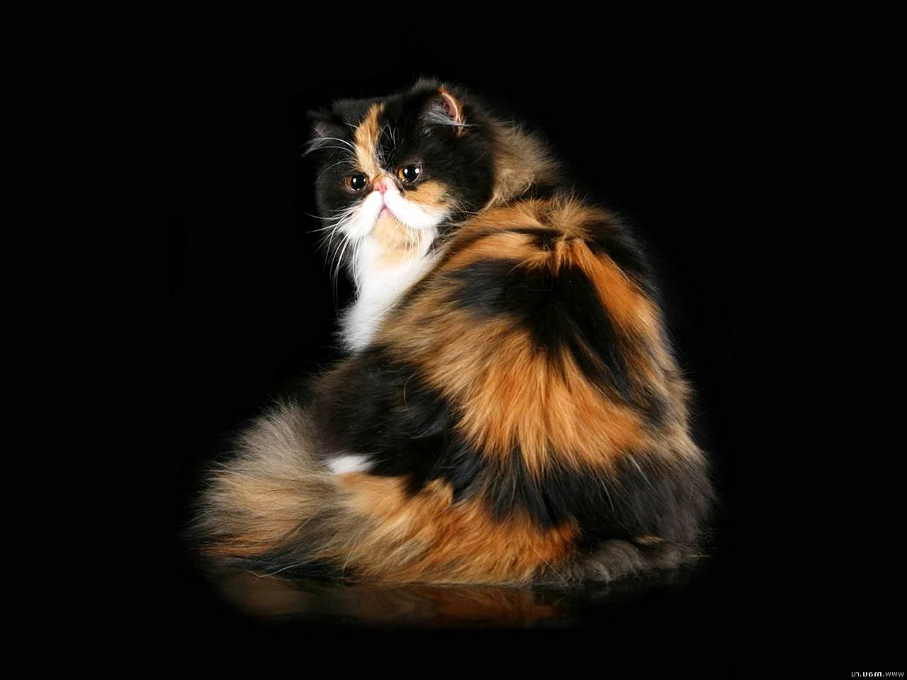 Персидская черепаховая кошка