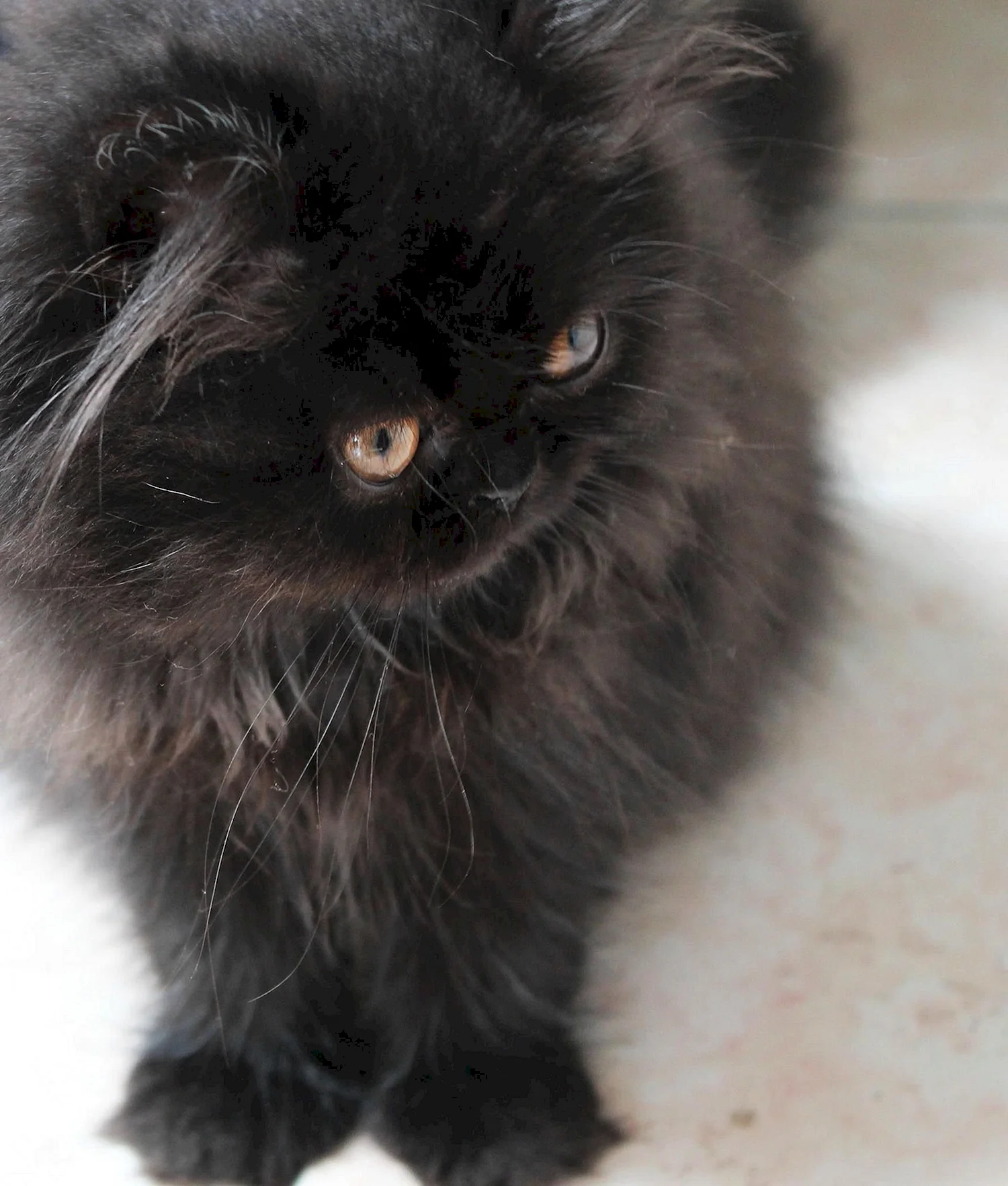 Персидская длинношерстная черная кошка