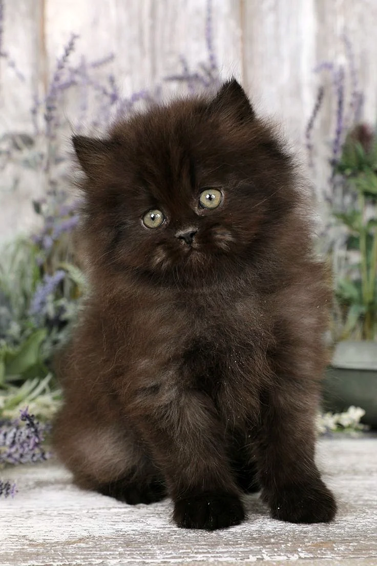 Персидская длинношерстная черная кошка