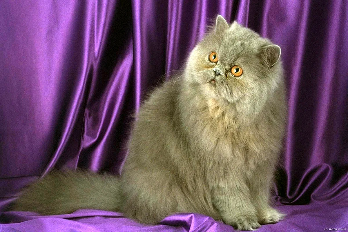 Персидская длинношерстная кошка