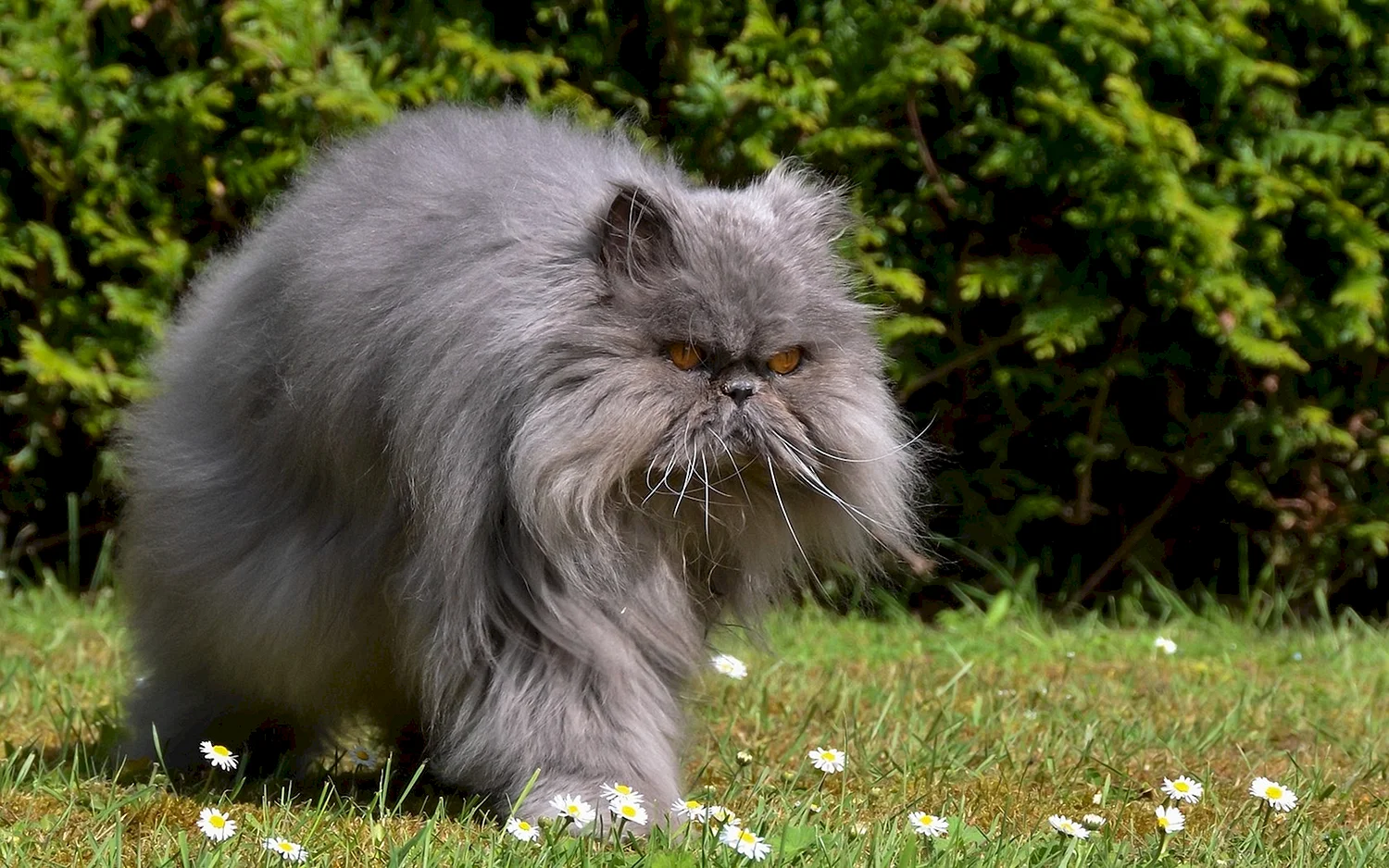 Персидская длинношерстная кошка Джуно