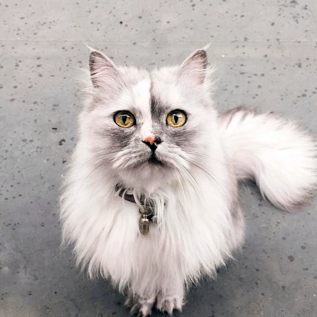 Персидская длинношерстная кошка Джуно
