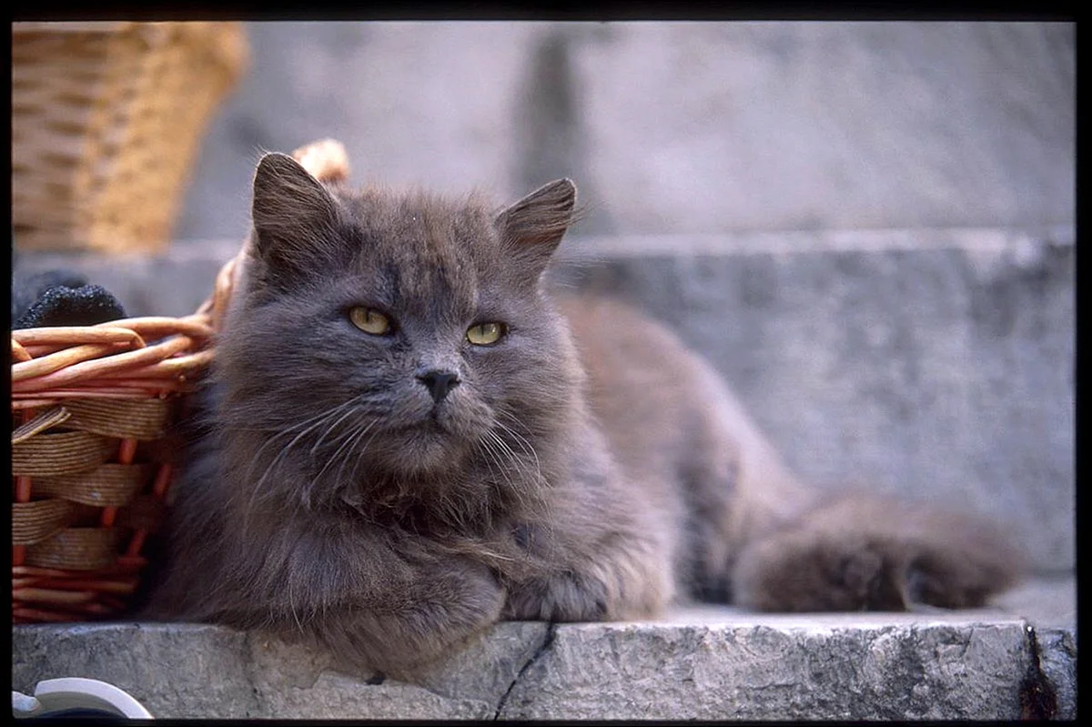 Персидская голубая кошка