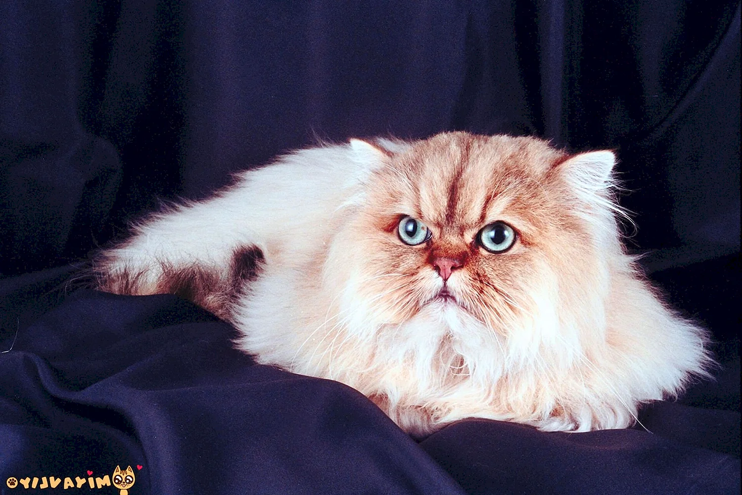 Персидская кошка Абрикосовая