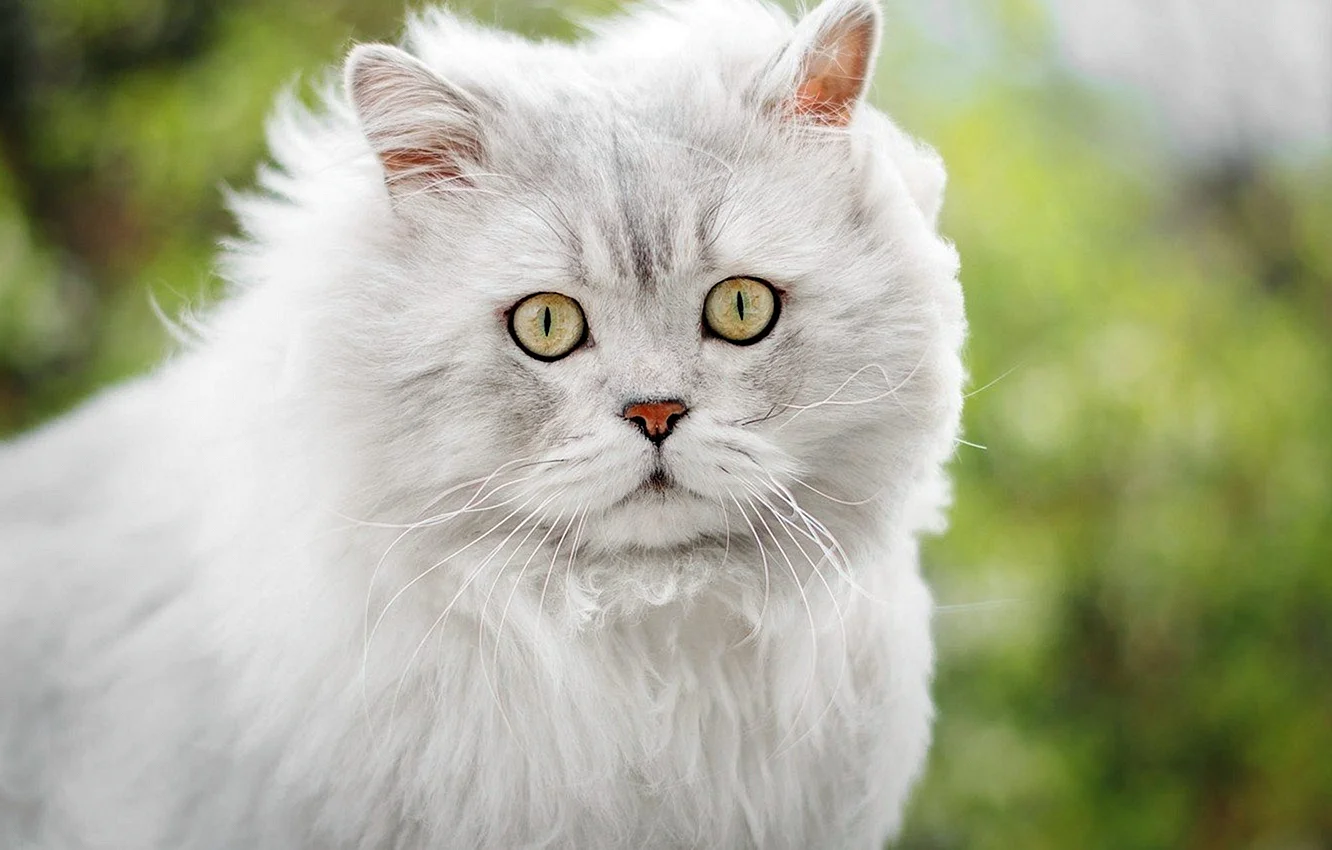 Персидская кошка альбинос