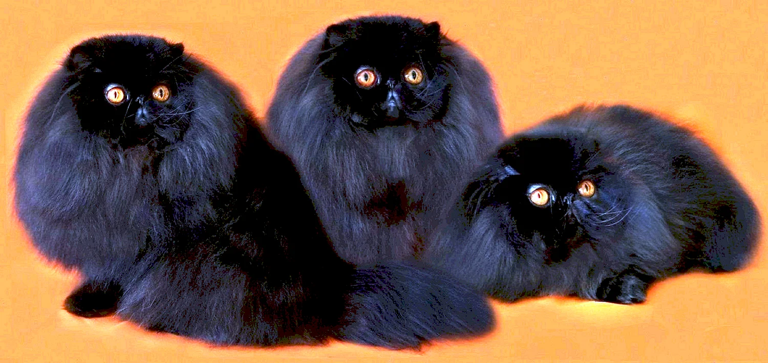 Персидская кошка чёрная вислоухая