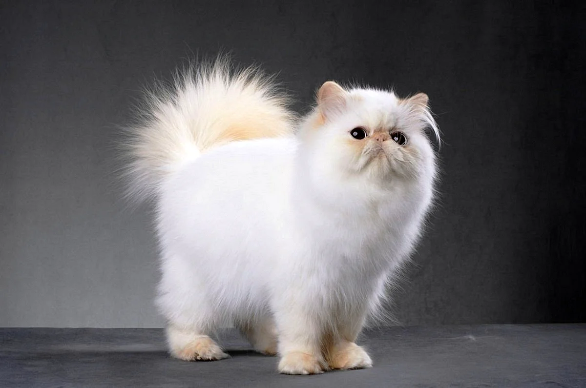 Персидская кошка классического типа