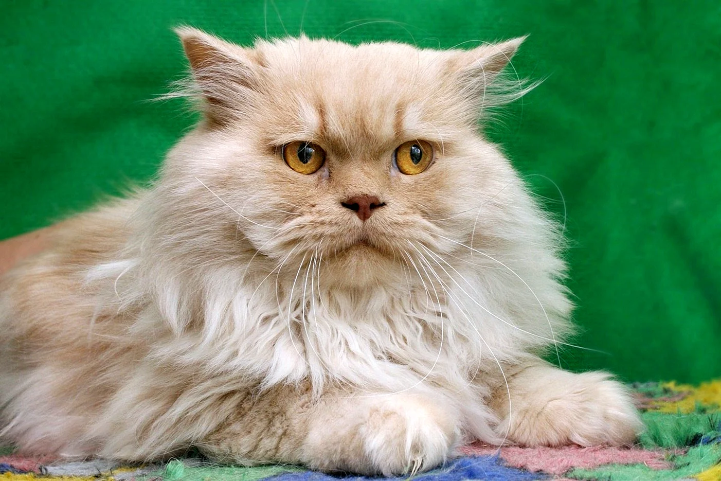Персидская кошка Классик