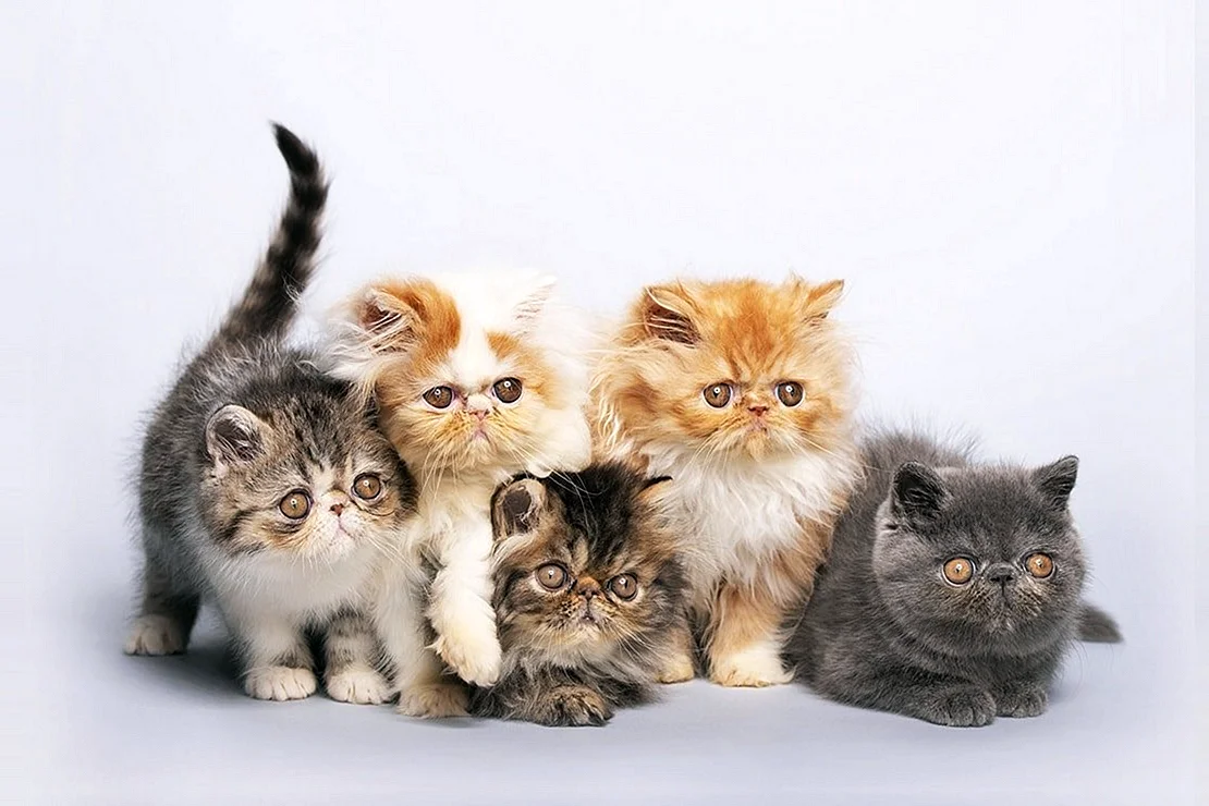 Персидская кошка котята
